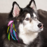 Dog Hair Feathers
